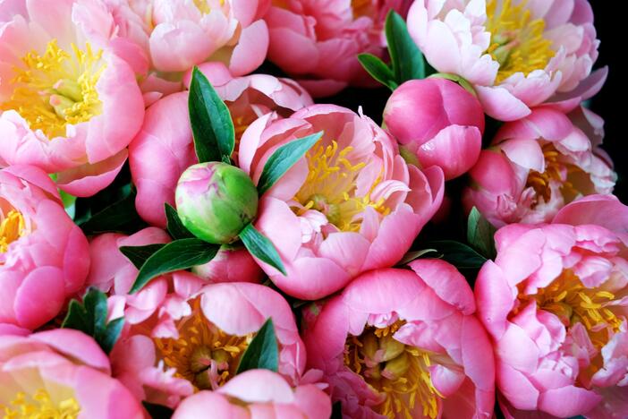 Peonies in Marseille, southern France, on April 25, 2018.