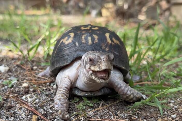 Rockalina the eastern box turtle enjoys the outdoors for the first time in nearly 50 years.