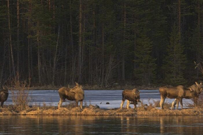 This undated photo, issued by SVT, shows Moose in Junsele, Sweden, during preparations for the livestream 'The Great Moose Migration' to document the annual Moose migration near Kullberg in northern Sweden. (SVT via AP)