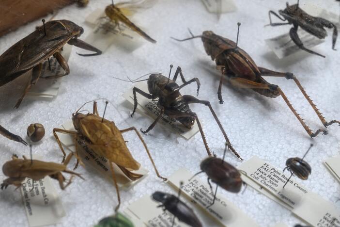 Samples of insects that agricultural specialists look for when inspecting flowers for harmful pests are seen at Miami International Airport in Miami, Florida, on February 7, 2024.