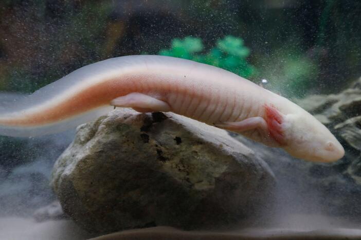 An axolotl, also known as a Mexican salamander, is pictured at a shop in Paris.