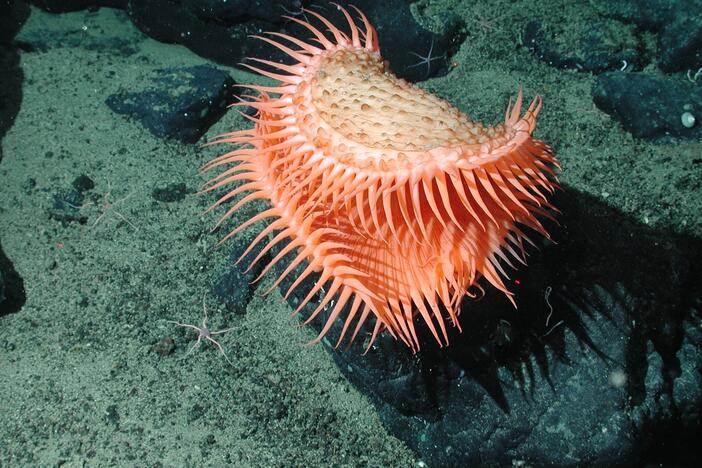 An unidentified cnidarian that resembles a Venus flytrap from the family Hormathiidae, sits at 1874 meters water depth. A new study finds that the vast majority of the deep sea floor remains undocumented.