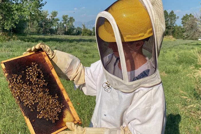 Kimberly Drennan, CEO and cofounder of Colorado company HiveTech Solutions, checking on her bees in Boulder.