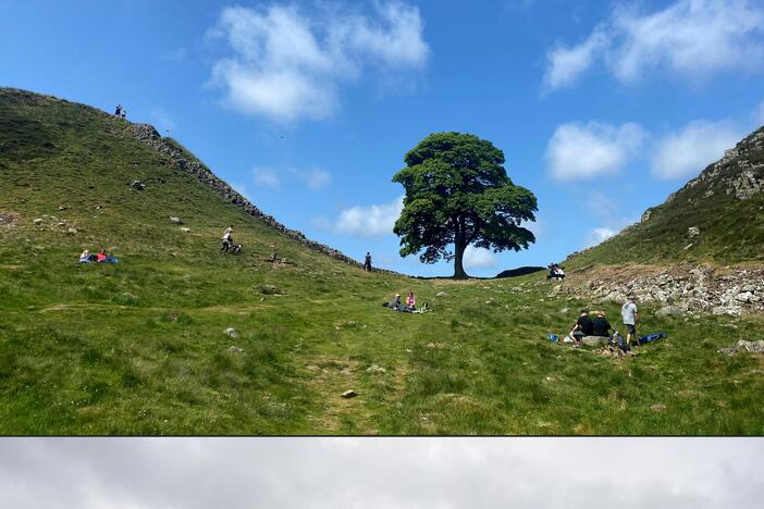 A combination of pictures shows, top, the Sycamore Gap tree along Hadrian's Wall near Hexham, northern England on June 4, 2023, and bottom, the felled Sycamore Gap tree, on Sept. 28, 2023.