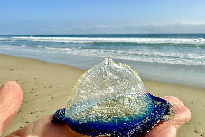 Professional photographer Emily Scher told NPR she came across tens of thousands of glittering <em>Velella velella</em> on a stretch of sand between Zuma and Broad beaches in Malibu, Calif.