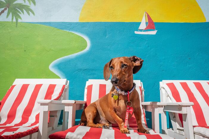 A Dashchund reclines on a miniature custom-made dog sun lounger beside the pool at Vienna's Village luxury dog hotel and daycare in Cape Town, South Africa. Despite widespread poverty, numerous chronic social issues and one of the world's highest murder rates, the city is home to a booming luxury pet hotel industry.