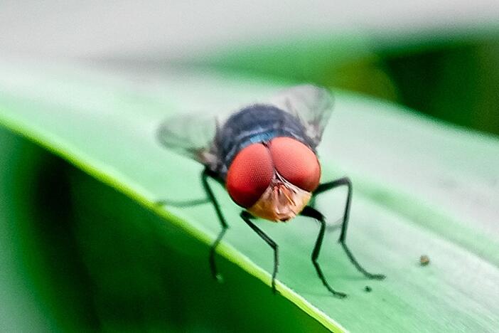 The New World screwworm is endemic in parts of Latin America and the Caribbean — and its northward spread into Mexico has alarmed U.S. officials.