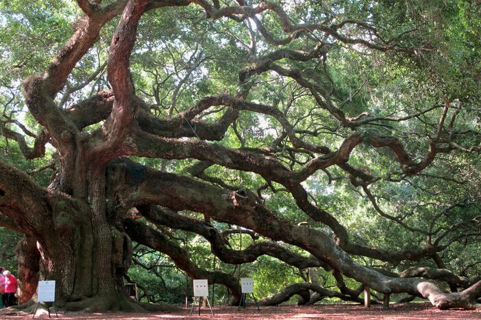 The Angel Oak tree on Johns Island near Charleston, S.C., pictured in September 2013.