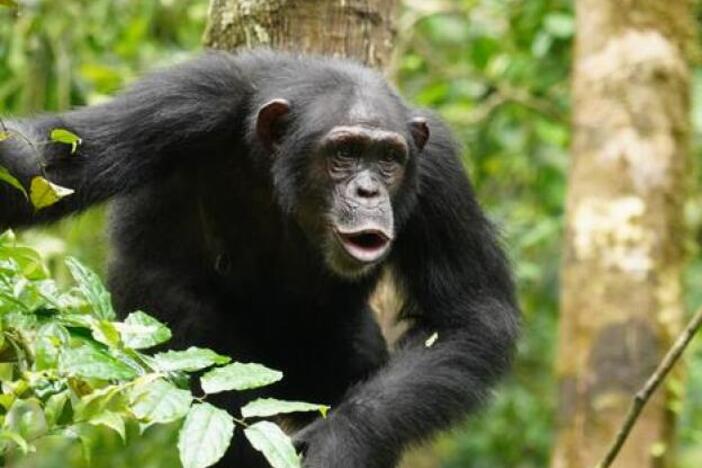A team of researchers recorded thousands of vocalizations made by wild chimpanzees in the Taï National Park in Ivory Coast.<br>