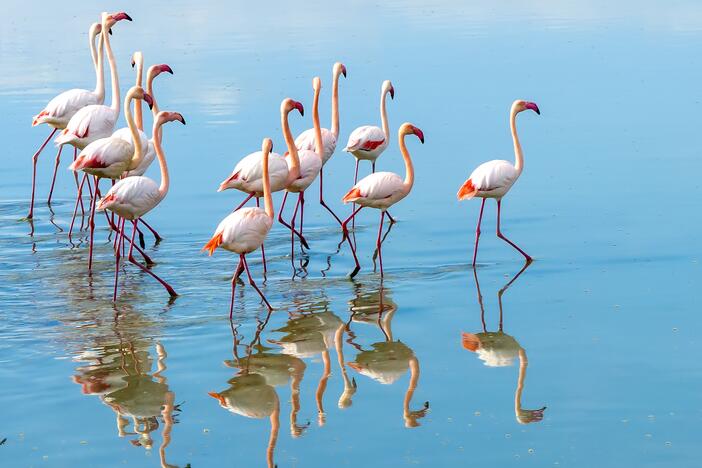 Flamingos are filter feeders that live off shrimp, algae and other nibbles in wetlands around the world.