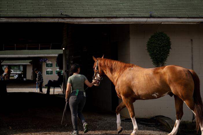 A worker leads a racehorse back to the stables on the backside of a horse racing track in Louisville, Ky., on April 29.