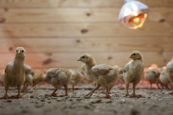 Chicks mill around a stall at the First State Animal Center and SPCA on Friday in Camden, Del. They are among 12,000 chicks that were left abandoned in a U.S. Postal Service truck for three days.