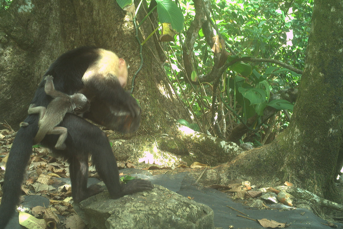 In this still from a wildlife camera, a one-to-two-day-old howler monkey infant clings to the body of a young capuchin monkey. Scientists say the capuchins are likely kidnapping the howler babies for their own amusement.