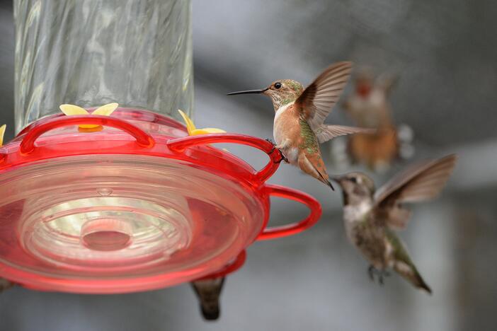 Hummingbirds gather around a hummingbird feeder filled with sugar water, in a backyard in the San Fernando Valley section of the city of Los Angeles, July 17, 2014.