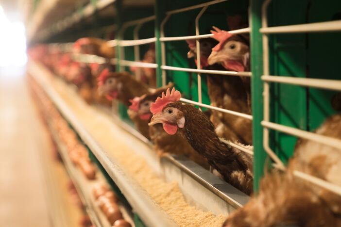 The H5N1 bird flu virus has been raising fears across the country and has spread into dairy cattle.