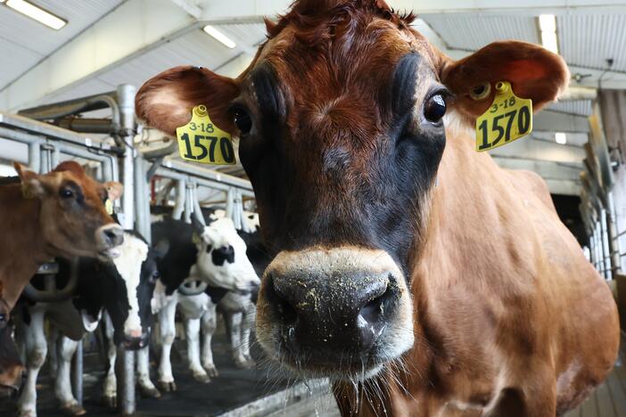 Cows are milked at the Cornell Teaching Dairy Barn at Cornell University on Dec. 11, 2024, in Ithaca, N.Y., shortly after the U.S. Department of Agriculture issued a federal order requiring testing of the nation's milk supply amid increasing concerns over avian flu.