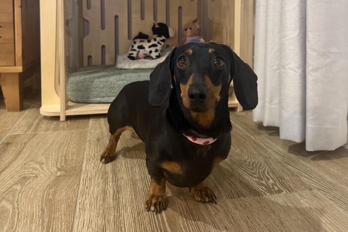 Valerie the mini dachshund, at home in mid-May.