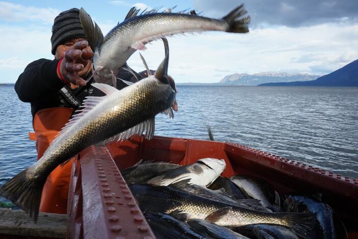 Reinaldo Caro unloads his catch from the shoreline of the Almirante Montt Gulf, Chilean Patagonia.