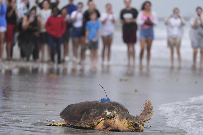 An adolescent loggerhead sea turtle named Dilly Dally, whose front flipper was amputated after she was rescued in January suffering from predator wounds, crawls toward the Atlantic Ocean after being released, on the beach in front of Loggerhead Marinelife Center in Juno Beach, Fla., Wednesday, June 4, 2025.