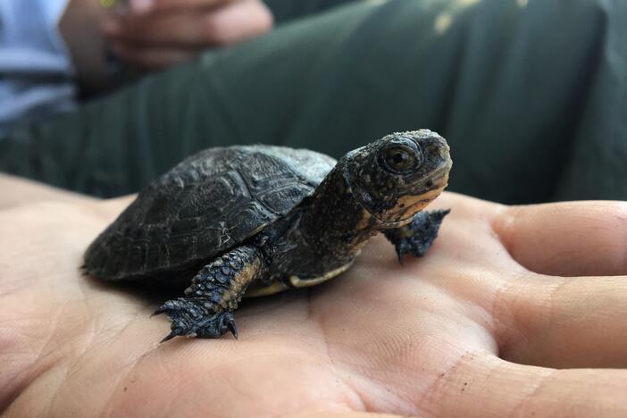 The Northwestern pond turtle is California's only native freshwater pond turtle species.