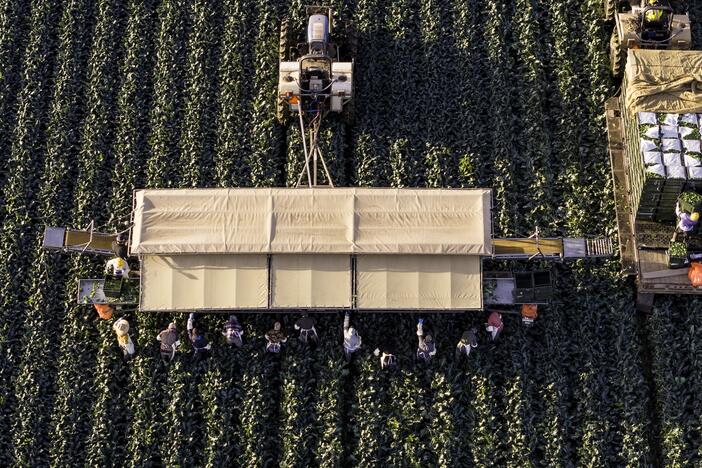 In this file photo, an aerial view shows farm workers harvesting broccoli near the U.S.-Mexico border on March 9, 2024, in Yuma, Ariz.