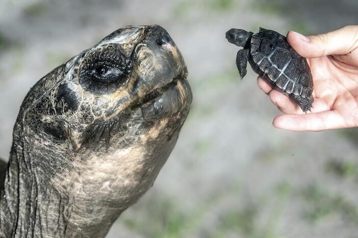 In this image provided by Zoo Miami, Goliath, a 517-pound (234-kilogram) Galapagos tortoise at Zoo Miami, meets his first offspring on June 12, 2025, in Miami.
