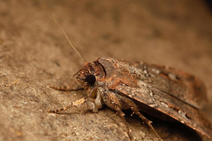 Bogong moth, Agrotis infusa. Mt Ginini, ACT