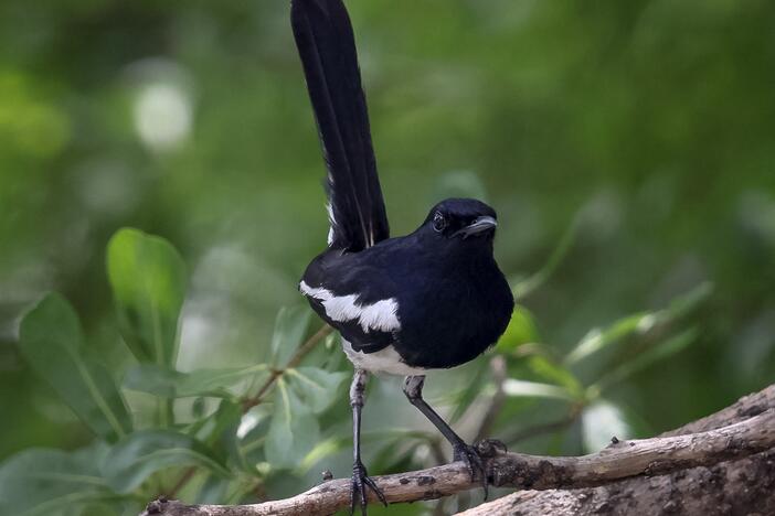 An oriental magpie-robin perches on a tree branch in Bangkok in 2022. The bird was among the species that researchers studied in a rainforest in India.