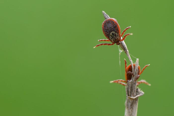 Ticks can carry <a href="https://www.cdc.gov/ticks/about/index.html"target="_blank"   >more than a dozen</a> different disease-causing agents, including toxins, allergens, bacteria, parasites and viruses.