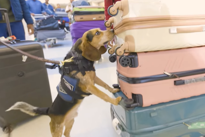 A 5-year-old Customs and Border Protection beagle named Freddie, pictured in a CBP Facebook video in March, was kicked and injured by a traveler this week during a bag search at Washington Dulles International Airport.