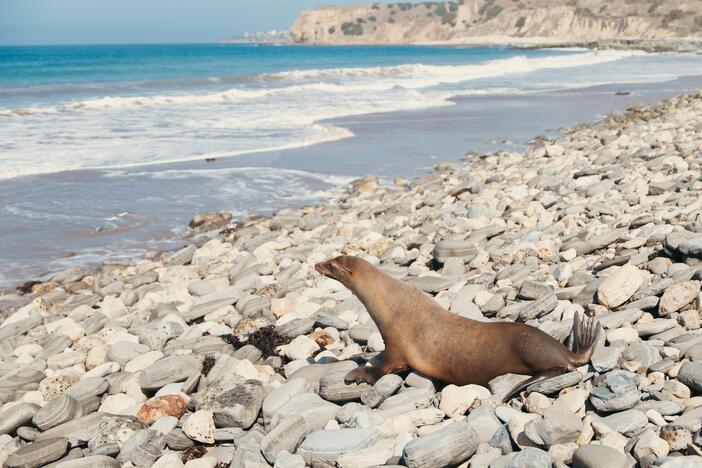 Patchouli is one of the last sea lions released from the Marine Mammal Care Center after a toxic algae bloom in Southern California.