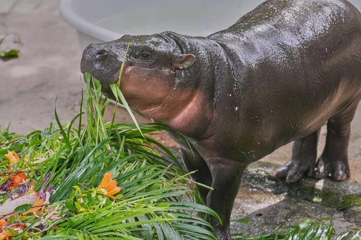 Baby pygmy hippo Moo Deng eats fruit presented for her first birthday celebration at the Khao Kheow Open Zoo in Chonburi province, Thailand, Thursday.