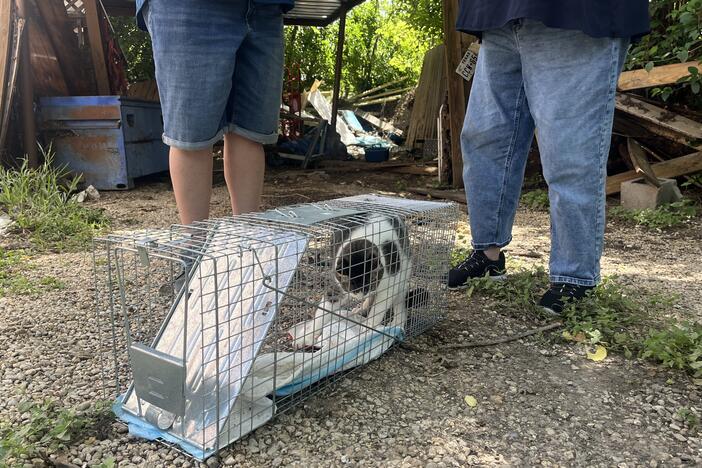 Rambo the cat thrashes in a cat trap near his home in Ingram, Texas on Thursday, July 10. Rambo had been missing for almost a week after the catastrophic flooding in central Texas.