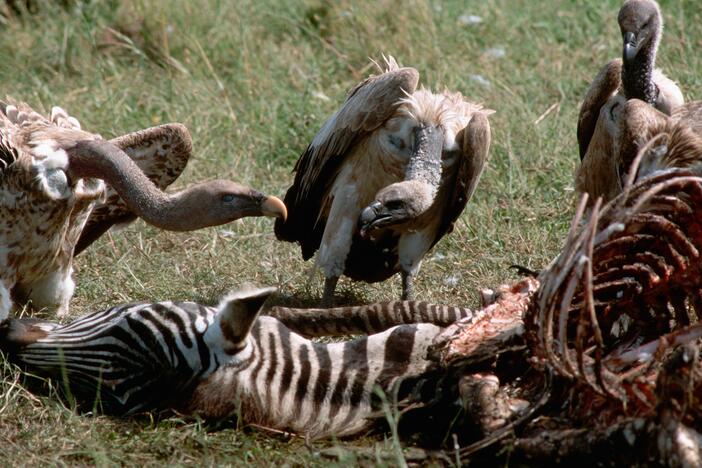 Vultures feast on a zebra carcass, at the Serengeti National Park in Tanzania.