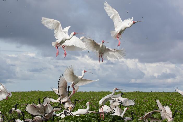 Orango National Park on the Bijagós Archipelago off of the coast of Guinea-Bissau is a newly designated World Heritage Site.