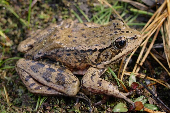 The California red-legged frog, the largest native frog west of the Rocky Mountains, is listed as threatened under the Endangered Species Act.