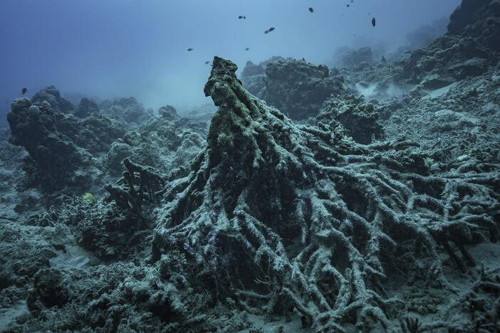 What remains of the "Tree of Life" on Sunday, July 20, 2025, is visible off the coast of Efate Island, Vanuatu, after being toppled by cyclones in 2023 and further damaged by an earthquake in 2024.