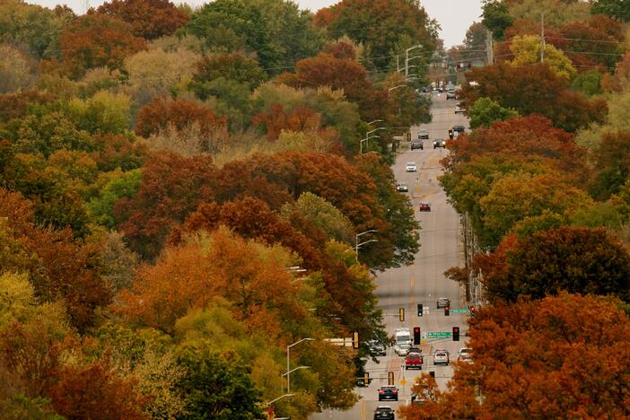 Trees displaying fall colors flank a roadway through neighborhoods in Overland Park, Kansas, Thursday, Oct. 27, 2022.