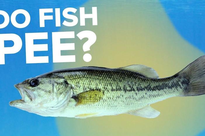 Do Fish Pee?: asset-mezzanine-16x9