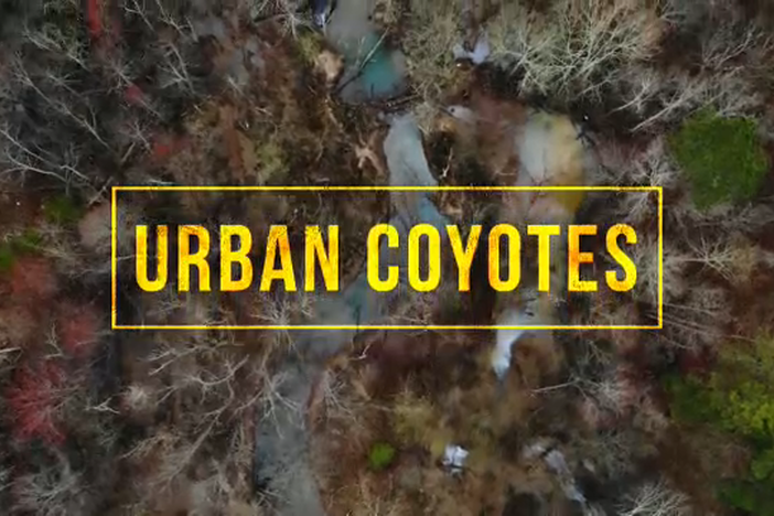 Urban Coyotes: asset-mezzanine-16x9