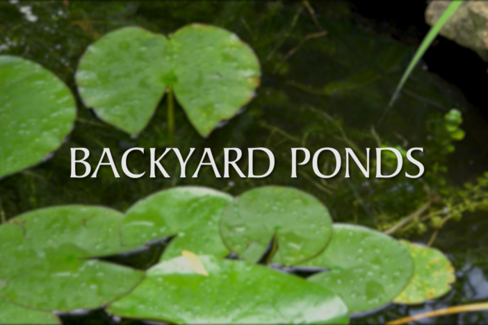 Backyard Ponds: asset-mezzanine-16x9