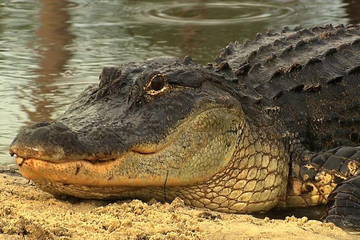 Alligators: asset-mezzanine-16x9