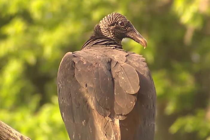 Vultures: asset-mezzanine-16x9