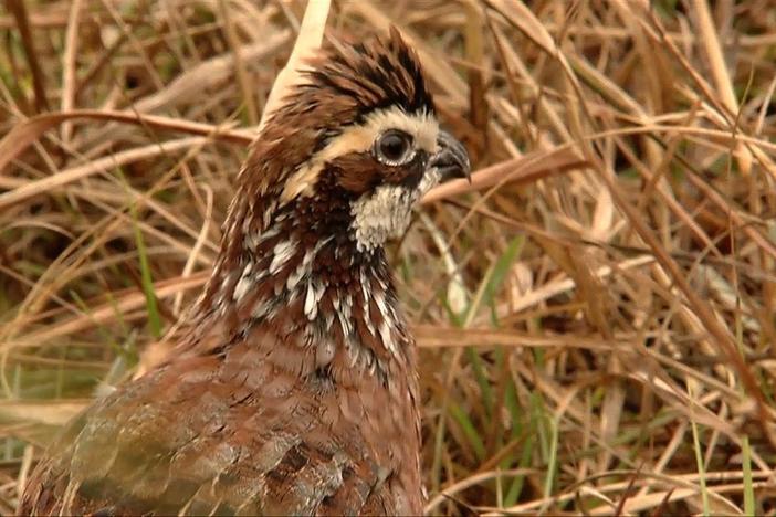 For The Love Of Quail : asset-mezzanine-16x9