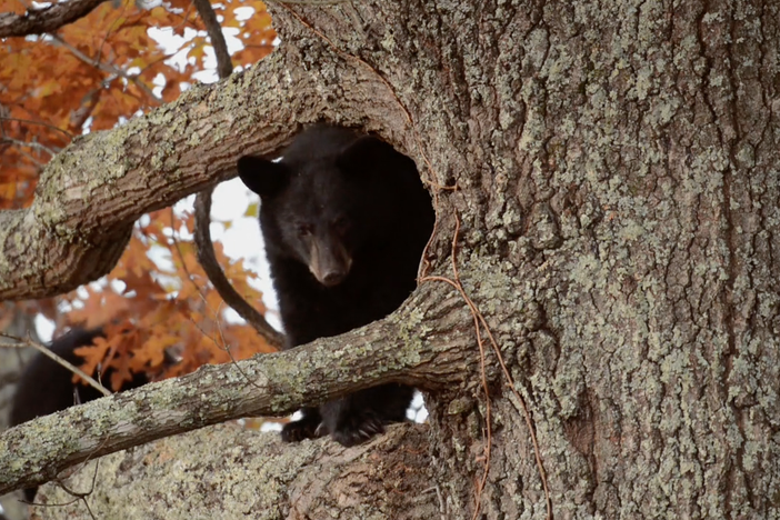 To Save The Bear: asset-mezzanine-16x9