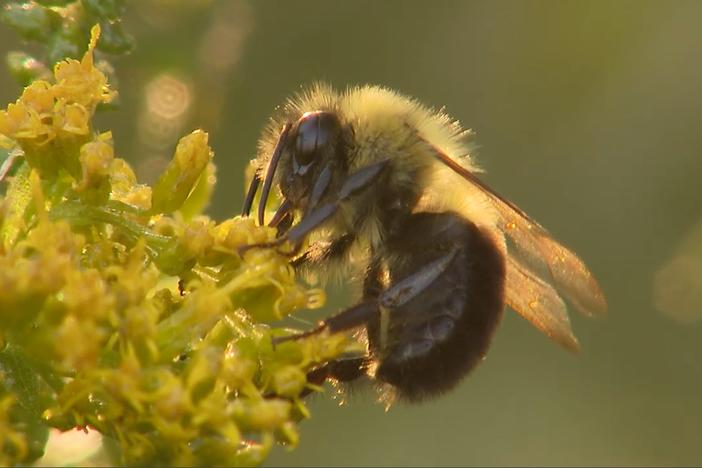 Bees: asset-mezzanine-16x9