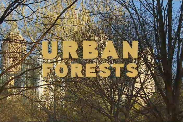 Urban Forests: asset-mezzanine-16x9