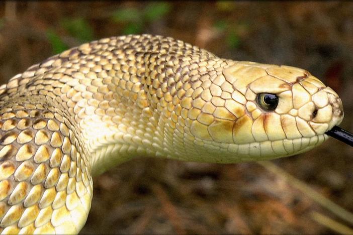 Snakes Alive: asset-mezzanine-16x9