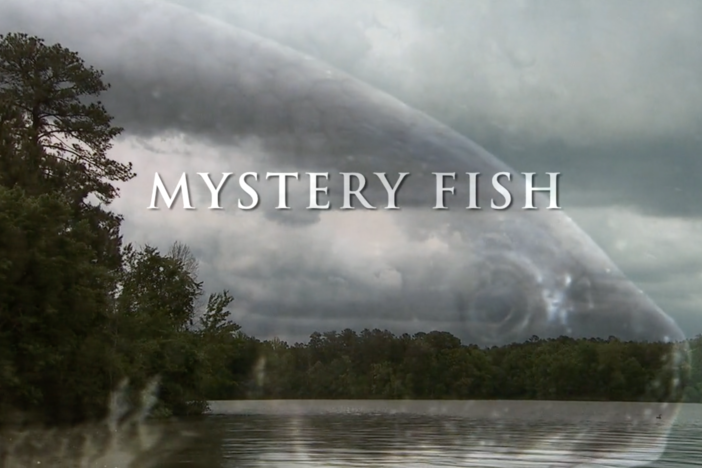 Mystery Fish: asset-mezzanine-16x9