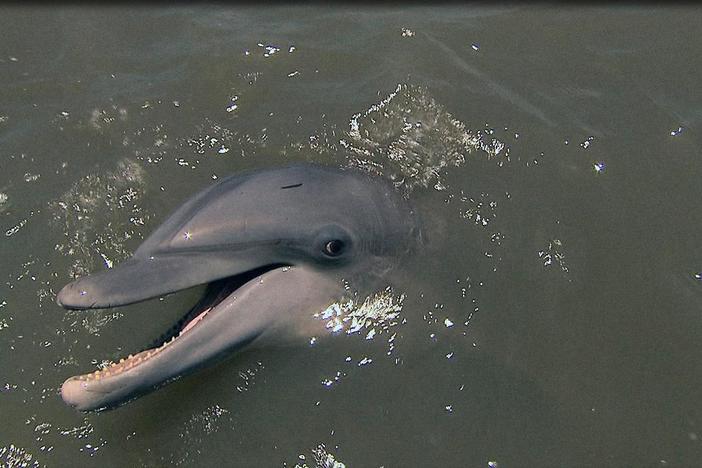 Dolphin Drama: asset-mezzanine-16x9